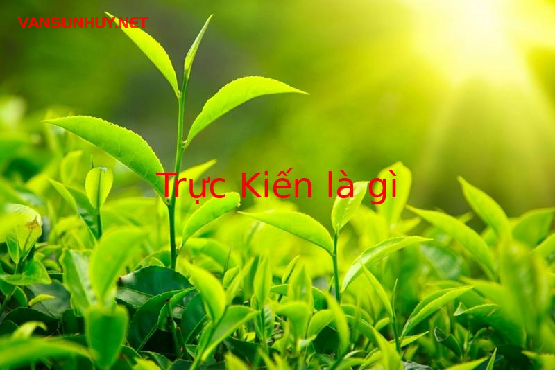 Trực Kiến Là Gì? Vị Trí Và Đặc Điểm Của Trực Kiến Trong Thập Nhị Trực