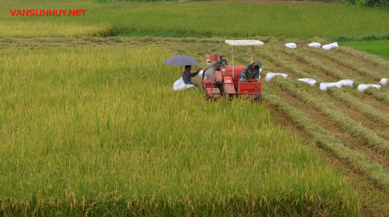 Khám Phá Công Dụng Bất Ngờ Của Lịch Vạn Niên Trong Nông Nghiệp